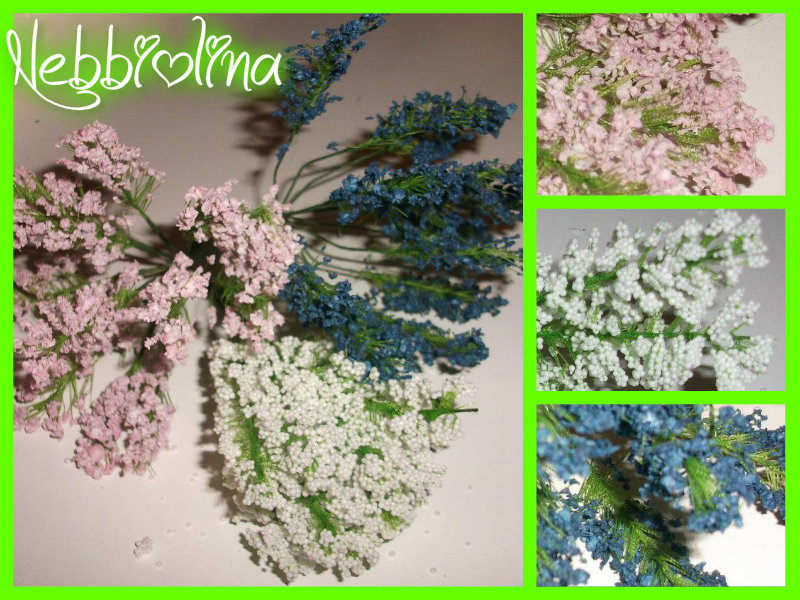 Nebbiolina - Bianca -