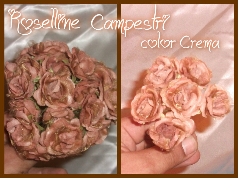 Rosellina Campestre Color Crema - B158323